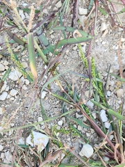 Echinochloa colona