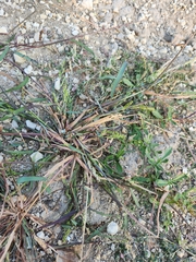 Echinochloa colona