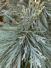 Sequoiadendron