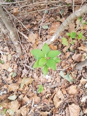 Verbesina virginica