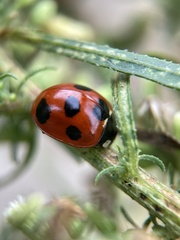 Coccinella septempunctata