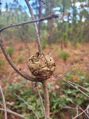 Disholcaspis spongiosa