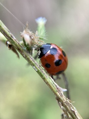 Coccinella septempunctata