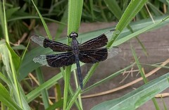 Erythrodiplax funerea