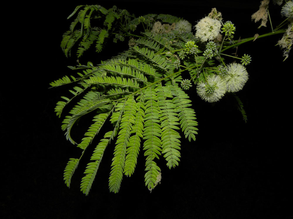 Enterolobium