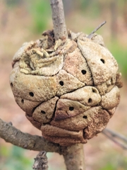 Disholcaspis spongiosa