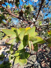 Arctostaphylos pallida