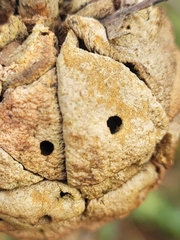 Disholcaspis spongiosa