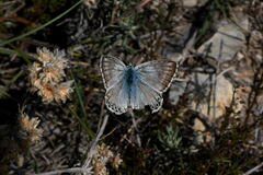 Polyommatus hispana