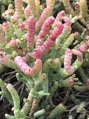 Salicornia pacifica
