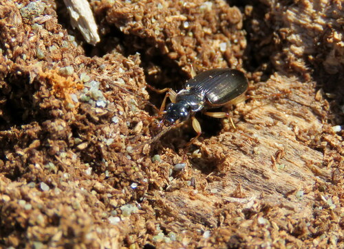 Submetallic Ground Beetle photo 3