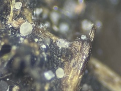 Saccobolus depauperatus
