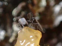 Chironomoidea