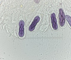 Saccobolus depauperatus