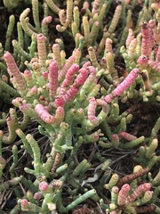Salicornia pacifica