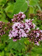 Stevia