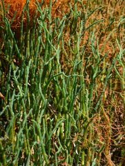 Salicornia pacifica