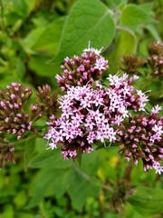 Stevia