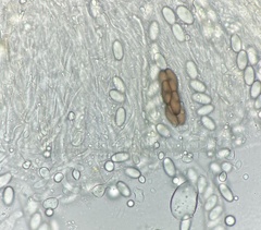 Saccobolus depauperatus