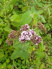 Stevia