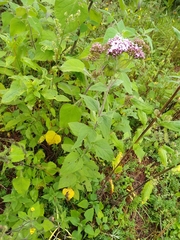 Stevia