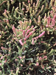 Salicornia pacifica