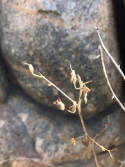Sairocarpus