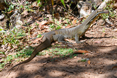 Varanus mertensi