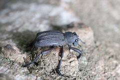 Aegorhinus suturalis