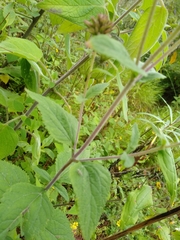 Stevia
