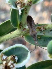 Chariesterus antennator