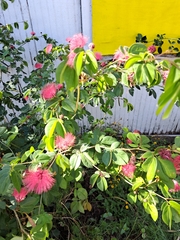 Calliandra tergemina