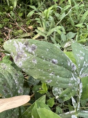 Erysiphe pisi