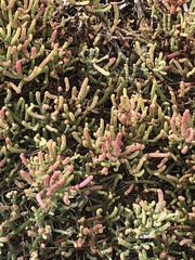 Salicornia pacifica