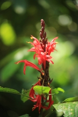 Salvia cinnabarina