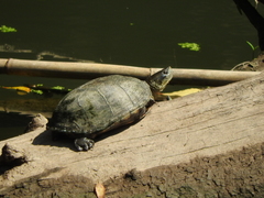 Kinosternon integrum