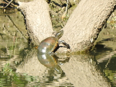 Kinosternon integrum