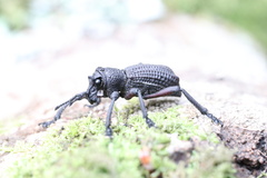 Aegorhinus suturalis