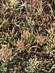 Salicornia pacifica