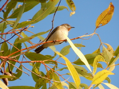 Conopophila rufogularis