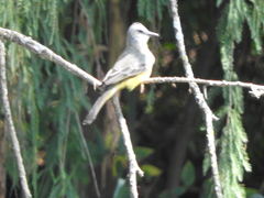Tyrannus melancholicus