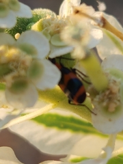 Lebia bitaeniata
