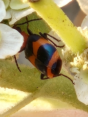 Lebia bitaeniata