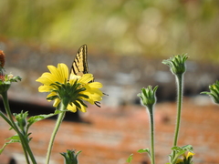 Papilio multicaudata multicaudata