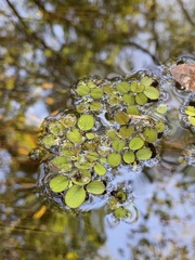 Salvinia minima