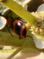 Lebia bitaeniata