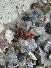 Trimerotropini