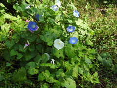 Ipomoea tricolor