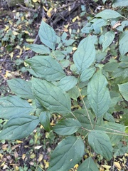 Cornus racemosa