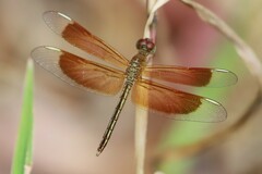 Neurothemis stigmatizans
